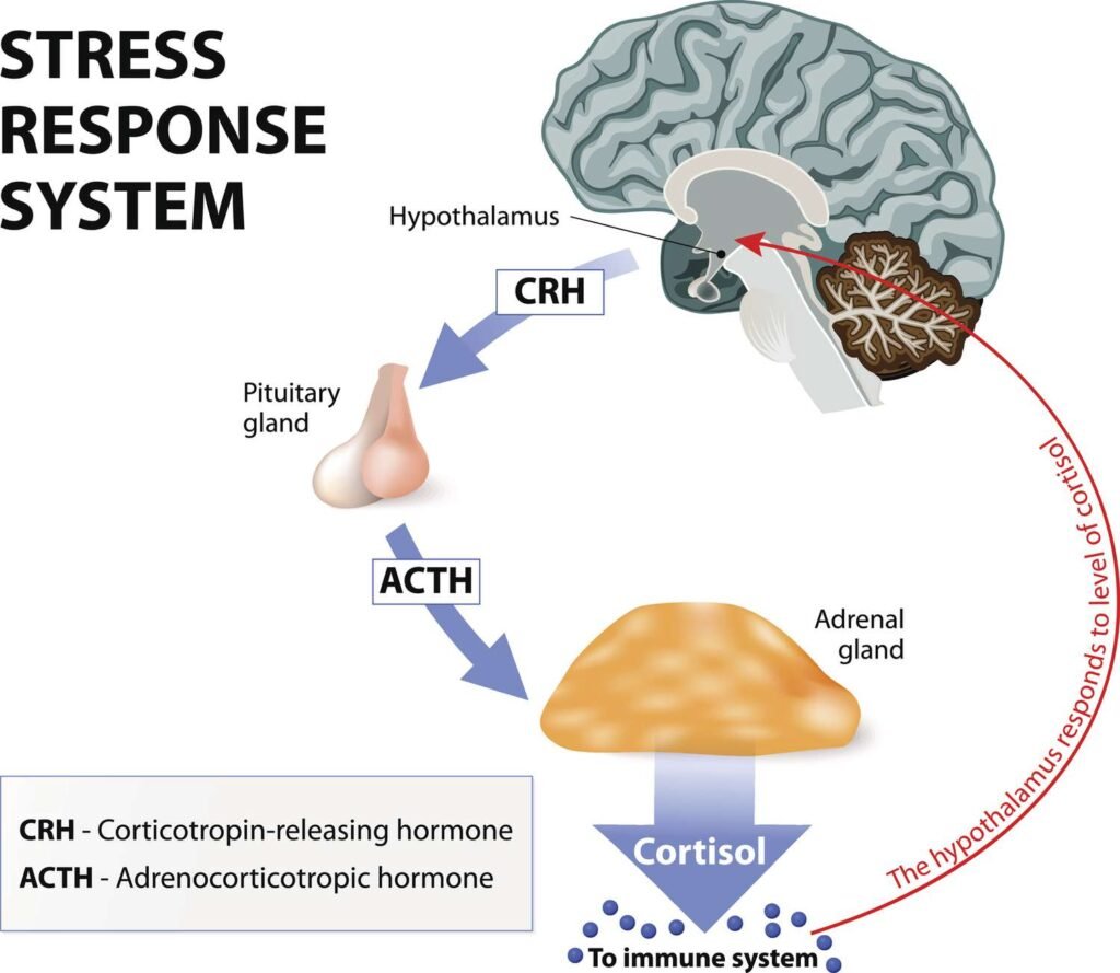 How Sleep Affects Our Hunger Hormones How Sleep Affects Our Hunger Hormones
