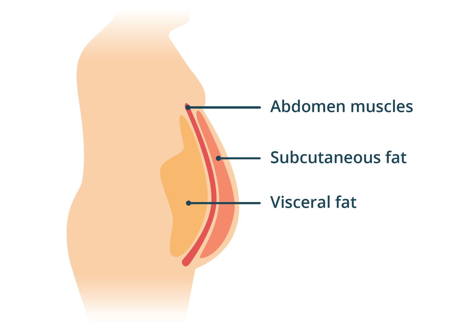 What’s the Deal with Visceral Fat? - Express Fitness