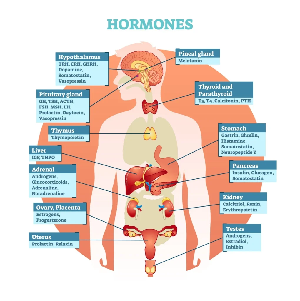 What Are Hormones and Why Are They Important?